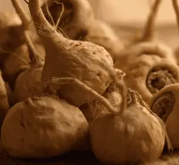 Maca root